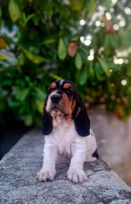 Les chiots de Basset Hound