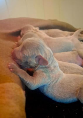 Les chiots de Braque de Weimar