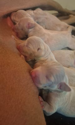 Les chiots de Braque de Weimar