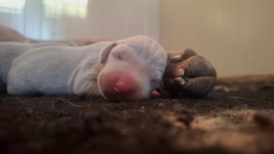 Les chiots de Braque de Weimar