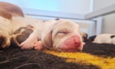 Les chiots de Basset Hound