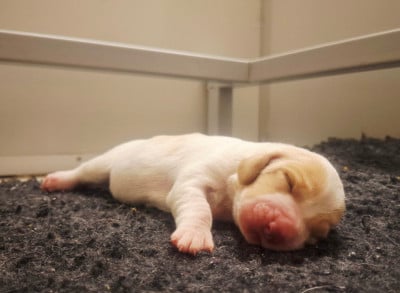 Les chiots de Basset Hound