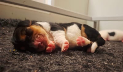 Les chiots de Basset Hound