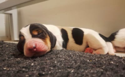 Les chiots de Basset Hound