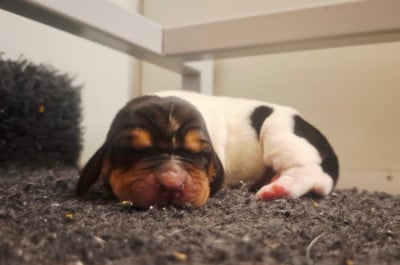 Les chiots de Basset Hound