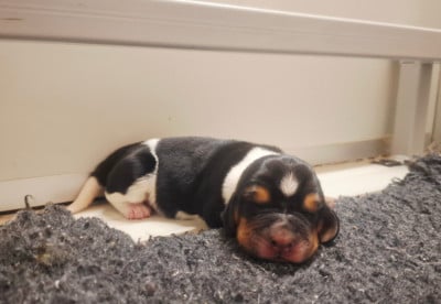 Les chiots de Basset Hound