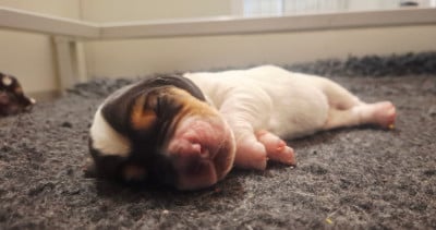Les chiots de Basset Hound