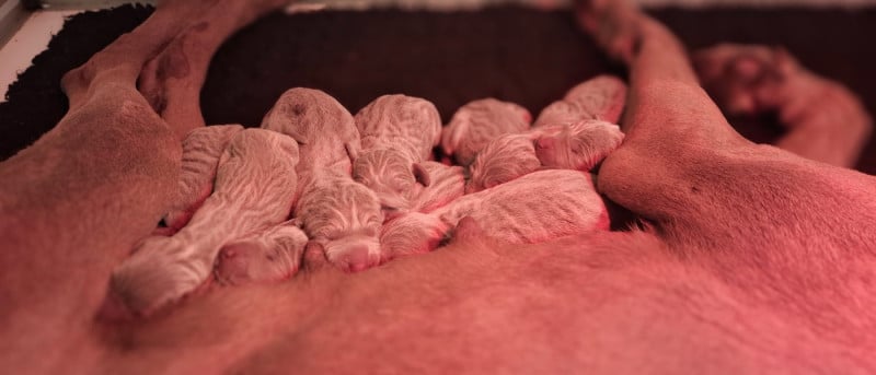 Braque de Weimar - Du Cercle De Léma