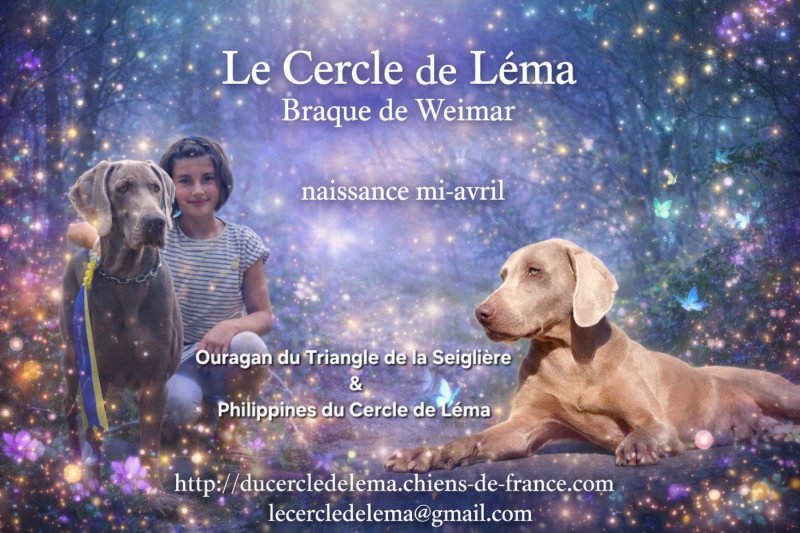 Braque de Weimar - Du Cercle De Léma