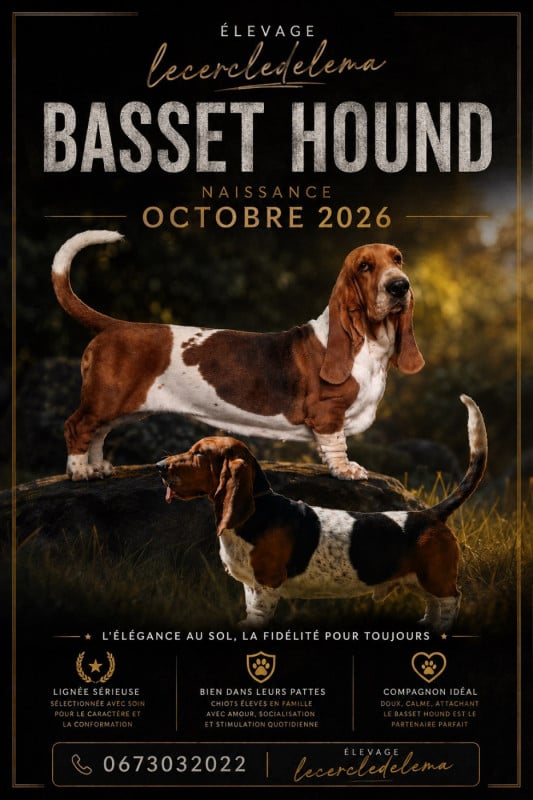 Basset Hound - Du Cercle De Léma