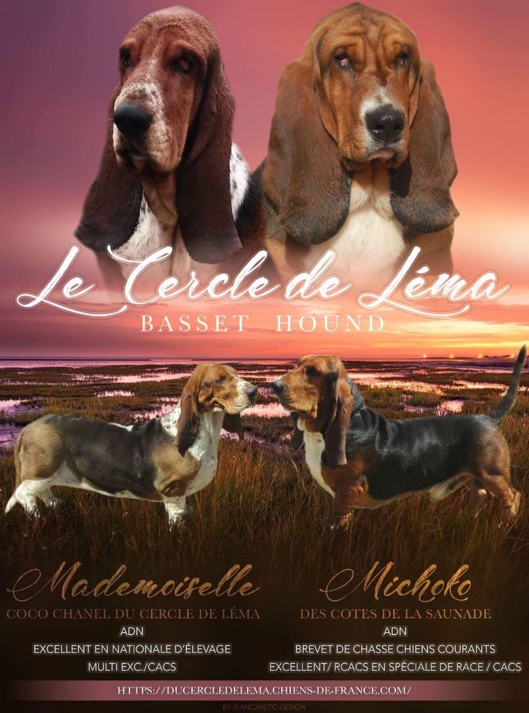chiot Basset Hound Du Cercle De Léma