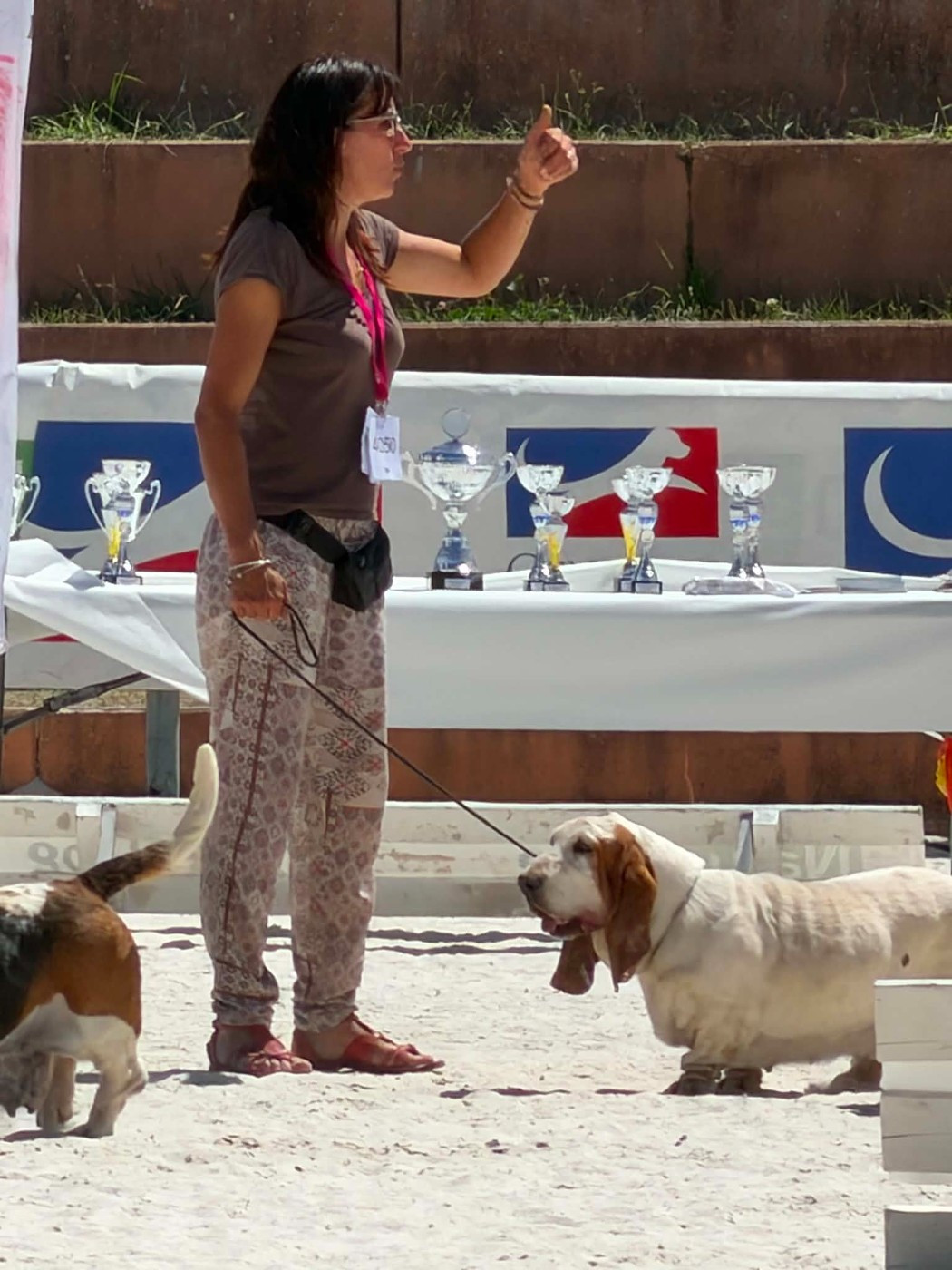 CH. newdown bassets Chiara road - 1ere excellent CACSV