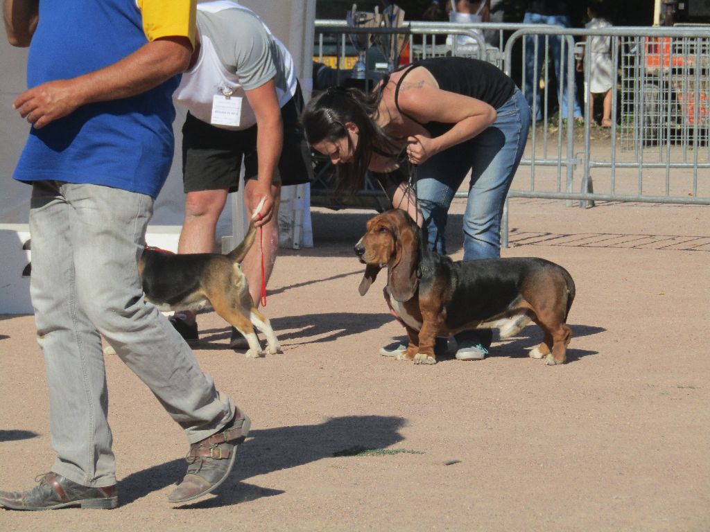 des Cotes de la Saunade Michoko - 1er Excellent/JBOB/3JBOG