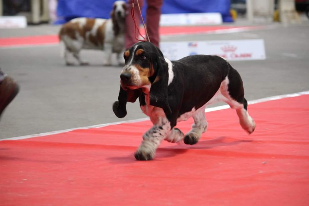 Sologne Du Cercle De Léma - 3e excellent en classe jeune