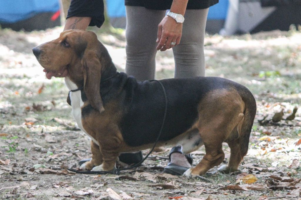 des Cotes de la Saunade Michoko - 1er Excellent en classe travail/CACS