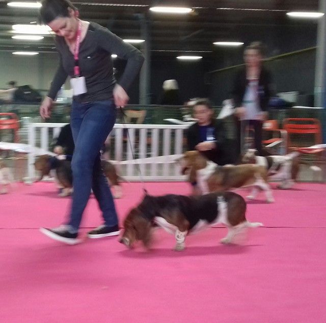 CH. des Cotes de la Saunade Miette - Très Bon en classe travail
