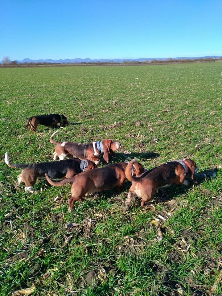 CH. des Cotes de la Saunade Miette - Obtention du brevet avec 105 points