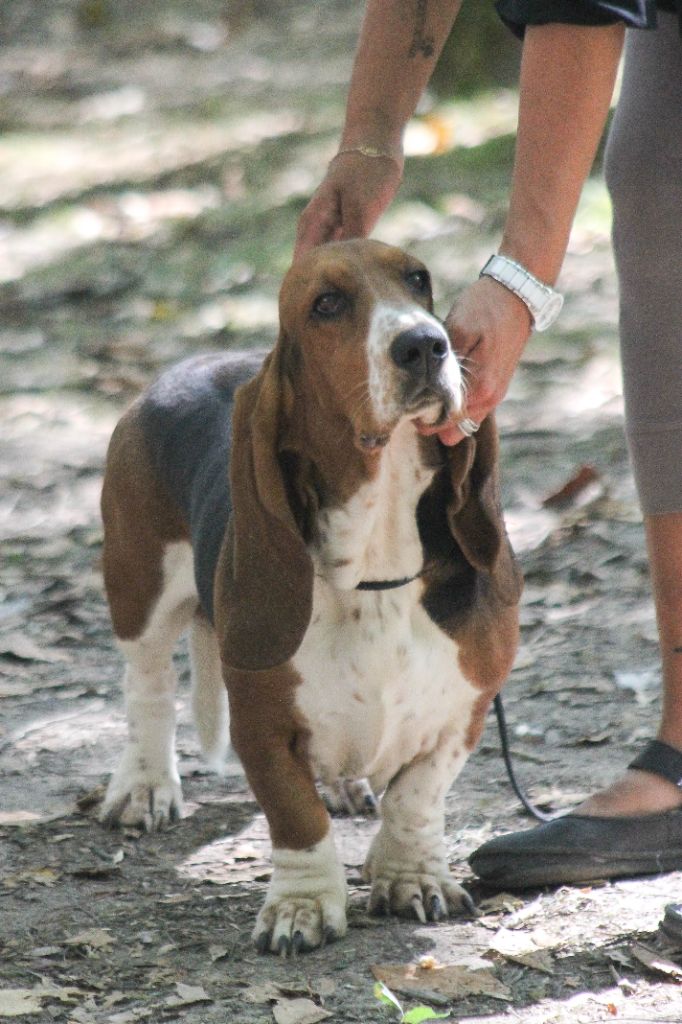 CH. des Cotes de la Saunade Miette - 1er Excellent en classe travail/RCACS