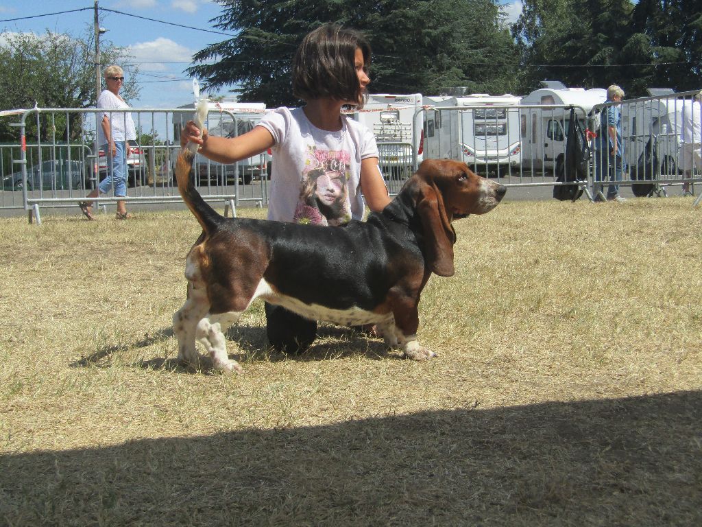 CH. des Cotes de la Saunade Miette - 1er Excellent en classe jeune
