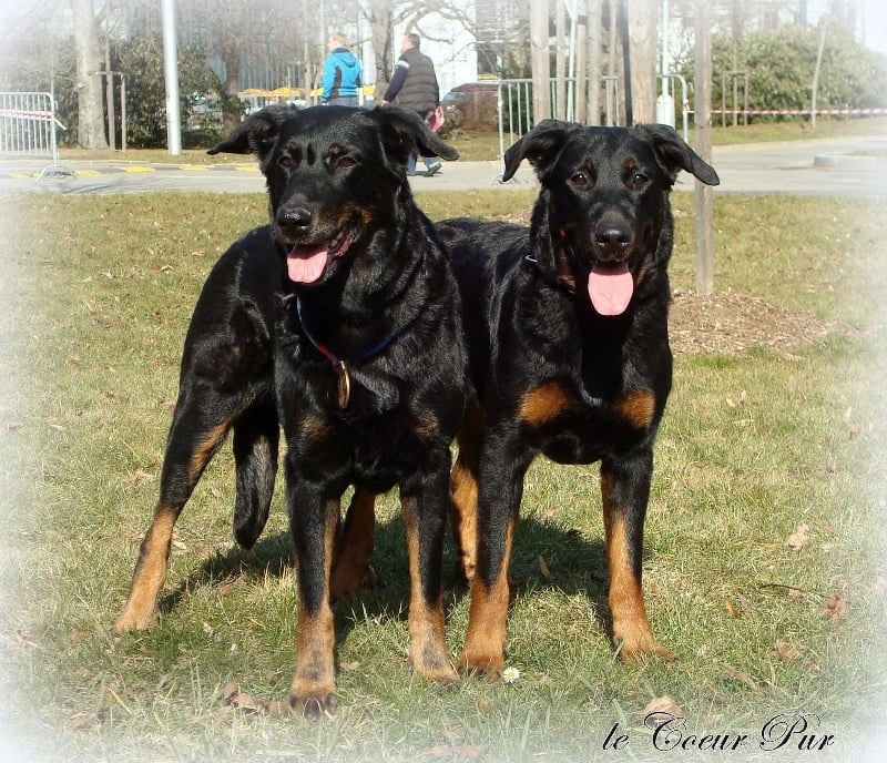 CH. Ciara Le Coeur Pur - excellent, res. CAC