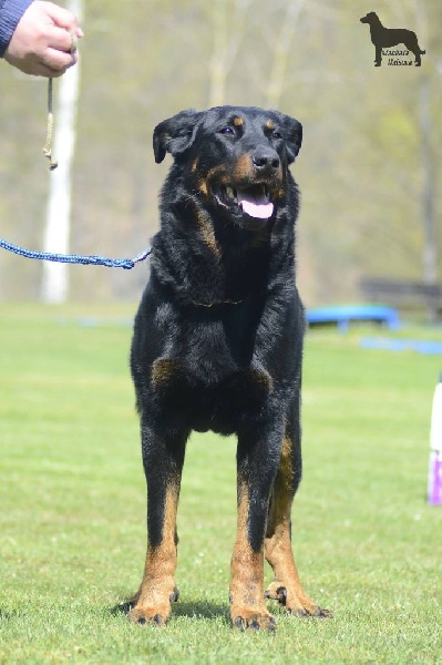 Cleo Le Coeur Pur - excellent, CAC