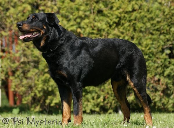 Cleo Le Coeur Pur - excellent 2