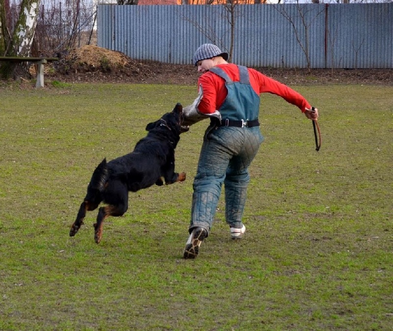 Cleo Le Coeur Pur - IPO VO examen (98-91-96)