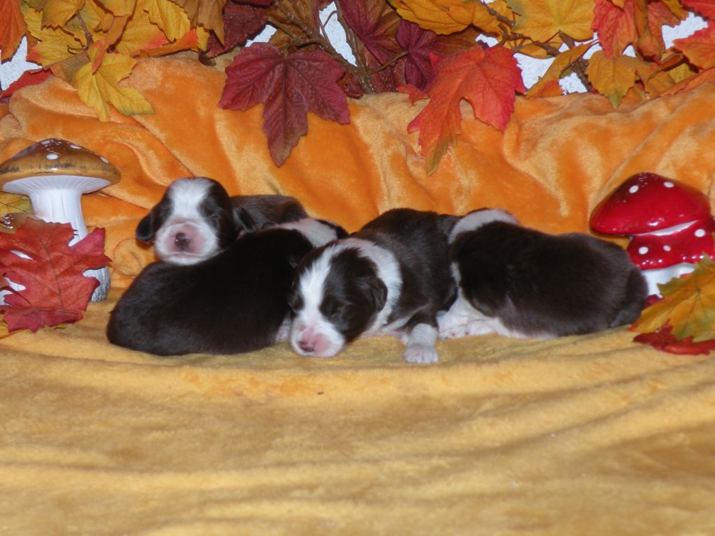 Bearded Collie - Du Joli Fou
