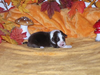 Les chiots de Bearded Collie