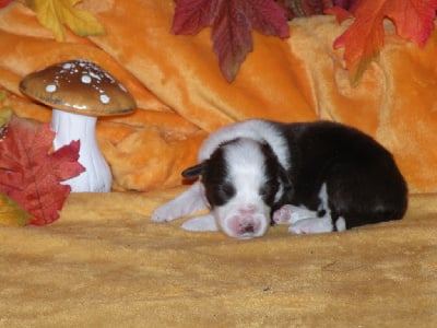 Les chiots de Bearded Collie