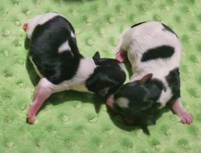 Les chiots de Biewer Terrier