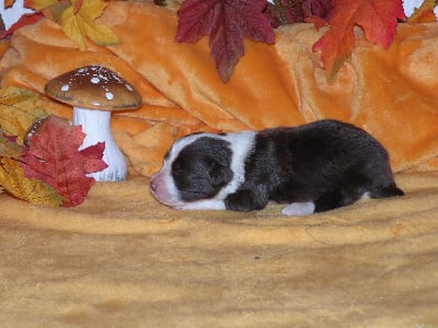 Les chiots de Bearded Collie