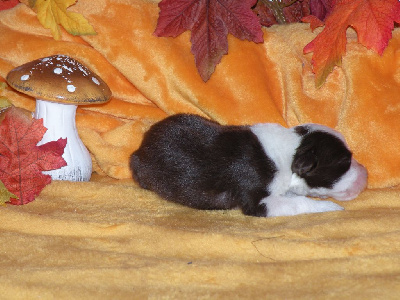 Les chiots de Bearded Collie