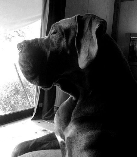 Publication : De Garde Des Rêves De Samsara Auteur : garde des rêves de samsara