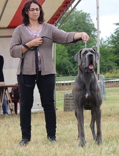 Lady blue (Sans Affixe) - 1ère Exc, Meilleure Jeune femelle, BOS