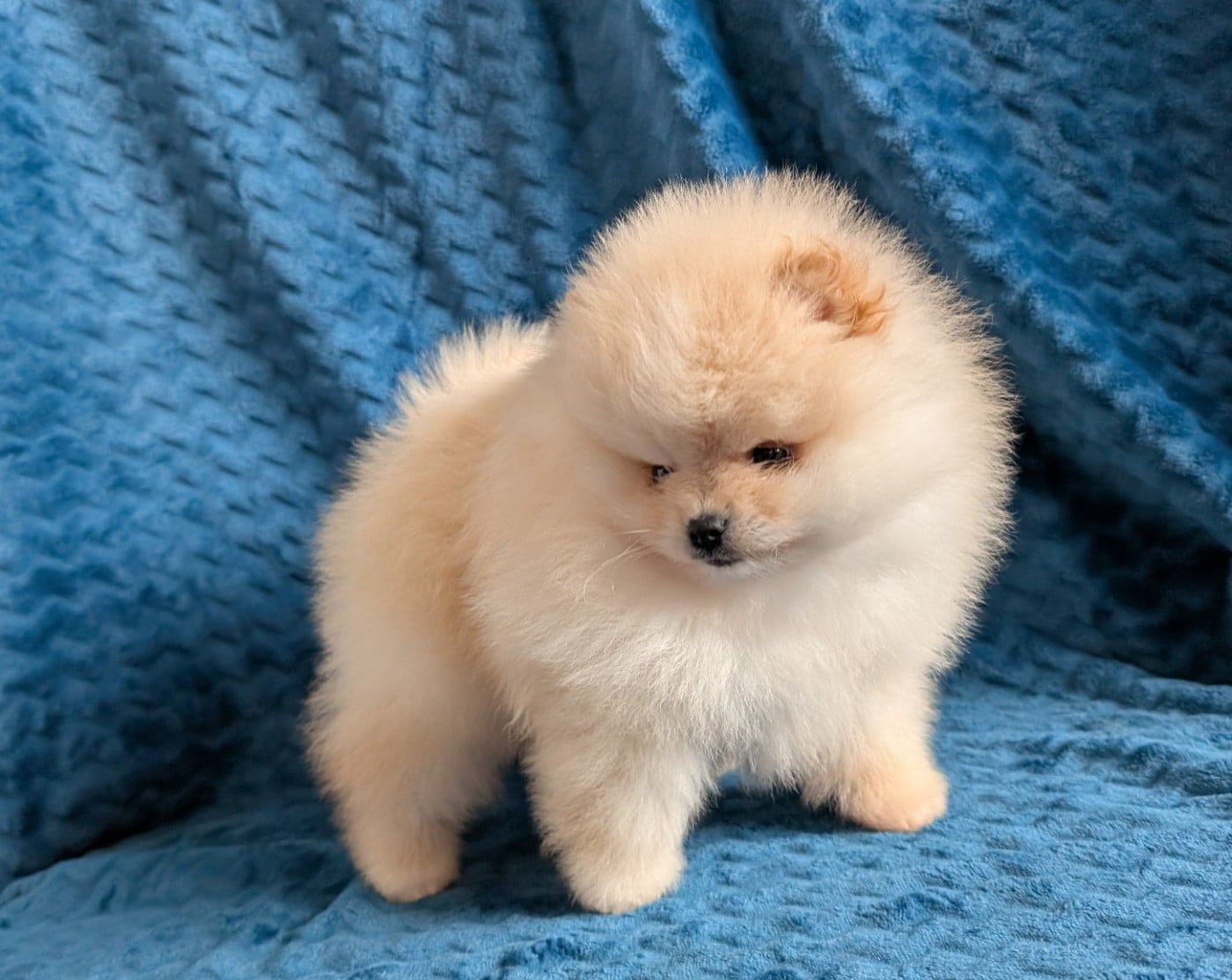 Spitz allemand - Des Perles Du Rangen