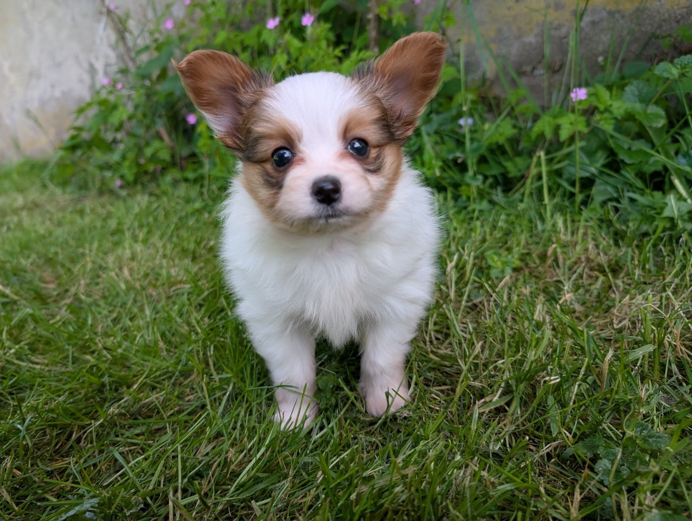Chiot N°1