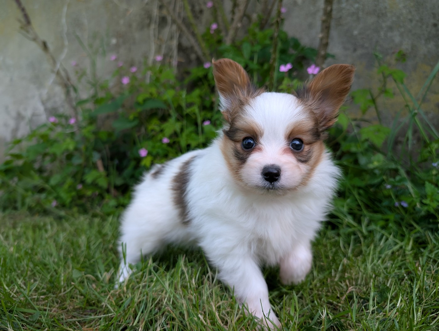 Chiot N°1