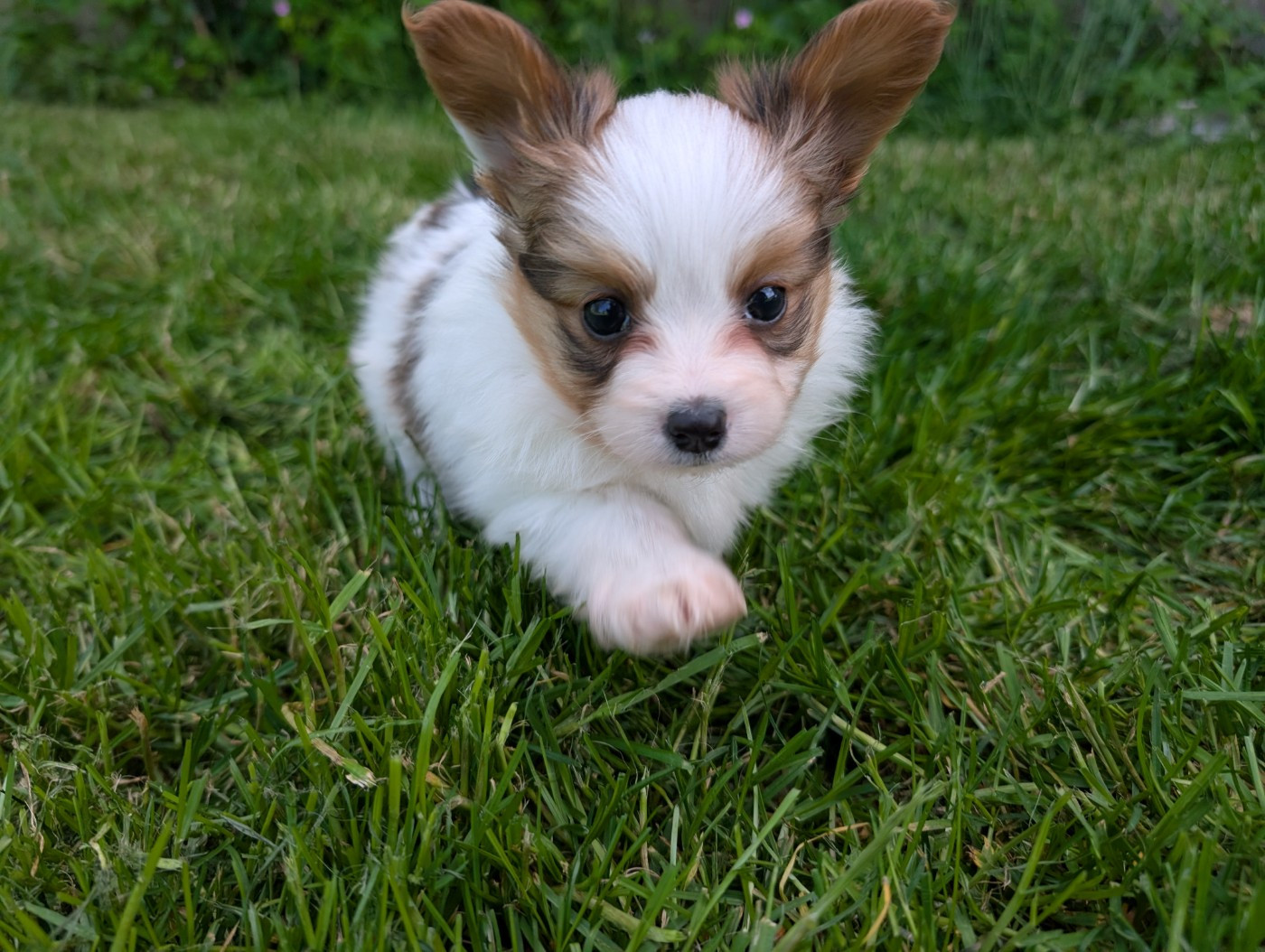 Chiot N°1