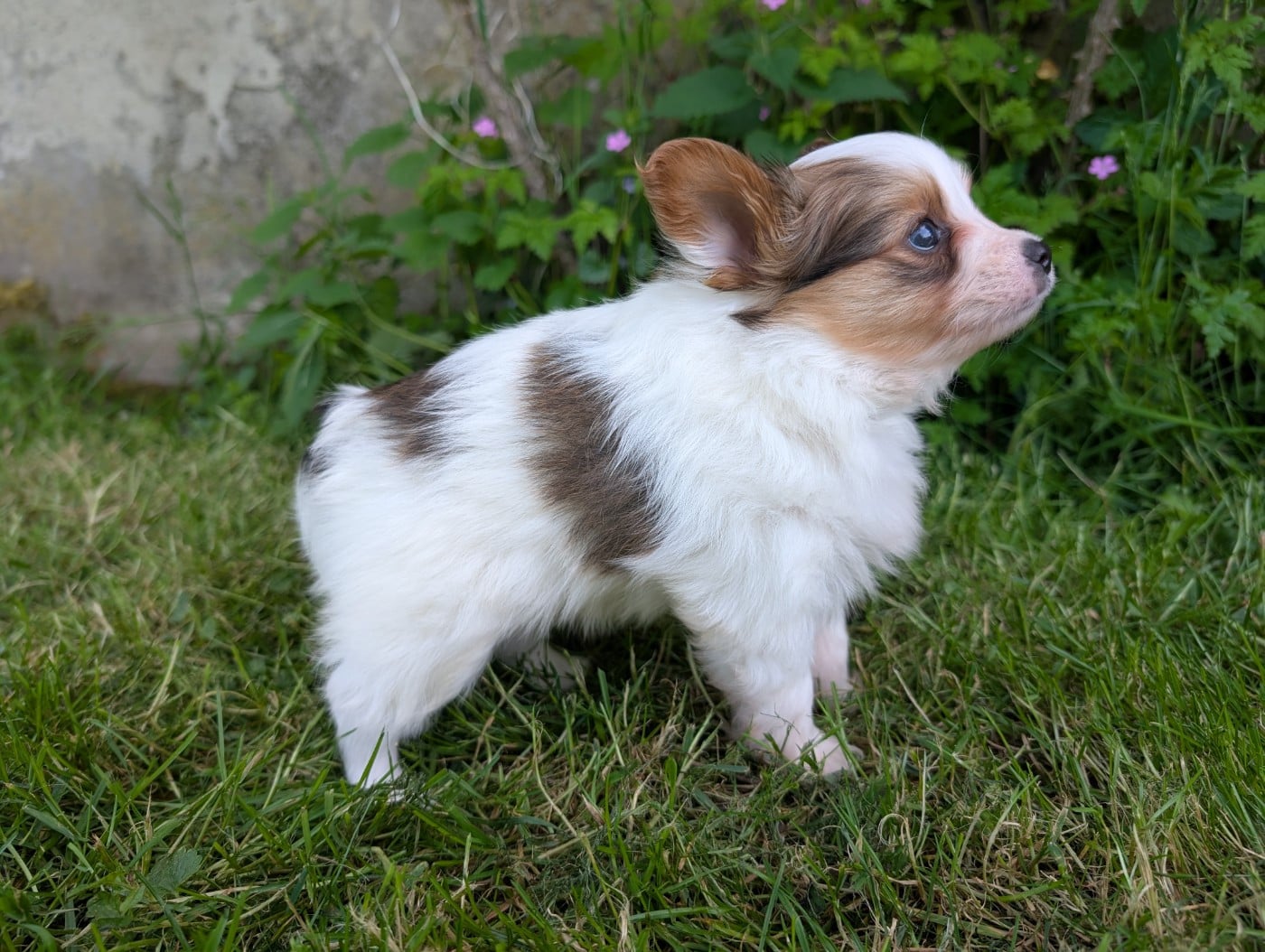 Chiot N°1