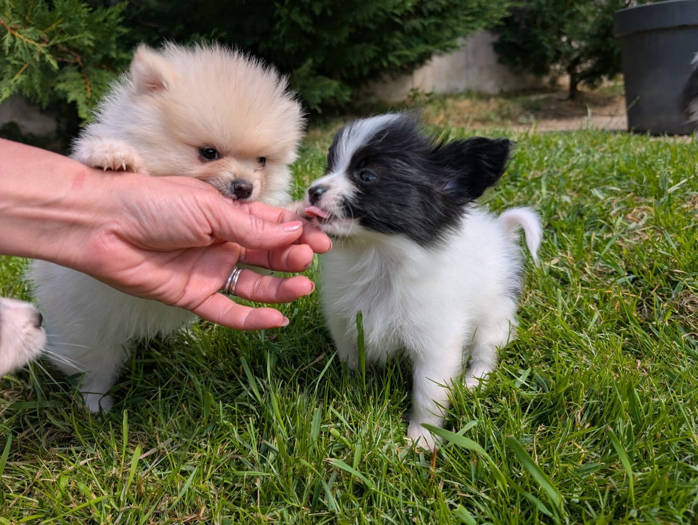 CHIOT 1