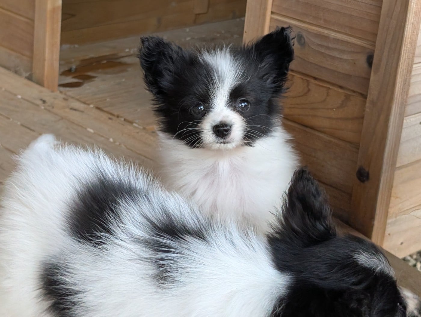 CHIOT 1