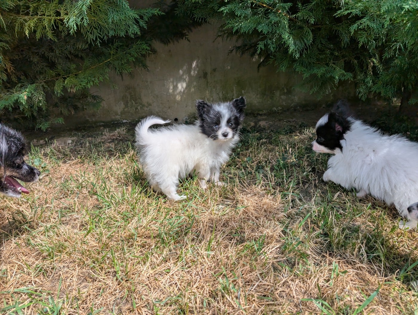 CHIOT 1