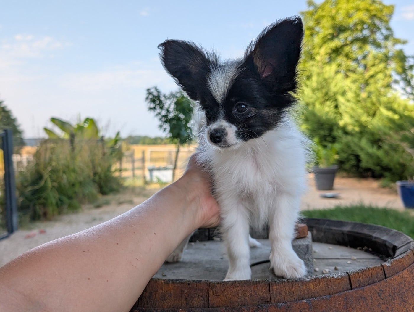 Epagneul nain Continental (Papillon) - Des Perles Du Rangen
