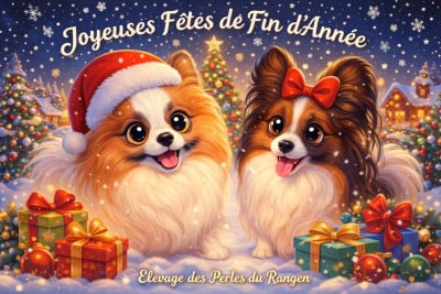 Les chiots de Epagneul nain Continental (Papillon)
