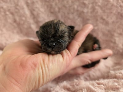 Les chiots de Spitz allemand