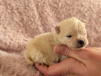 Les chiots de Spitz allemand