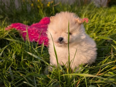Les chiots de Spitz allemand
