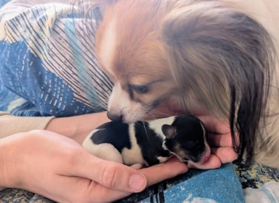Les chiots de Epagneul nain Continental (Papillon)