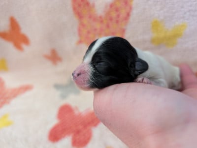 Les chiots de Epagneul nain Continental (Papillon)